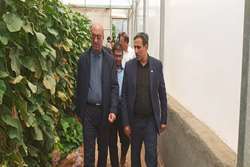 بازدید استاندار کرمانشاه از گلخانه تولید محصول خیار شهرستان هرسین